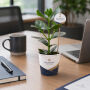 OxyGreenz® - Clusia rosea in papercup, Zonder verpakking