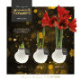 No Water Flowers® - Waxz® on golden dish, In cellofaan, Pastel oranje