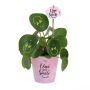 Smylieplant® - Love in papercup (large), In beschermende plantensleeve
