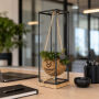 Kokodama® medium - Hanging green mix