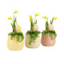 Easter colourful ceramic medium - Narcis, Zonder verpakking