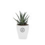 Tiny Greenz in printed pot, Zonder verpakking, Easy care mix