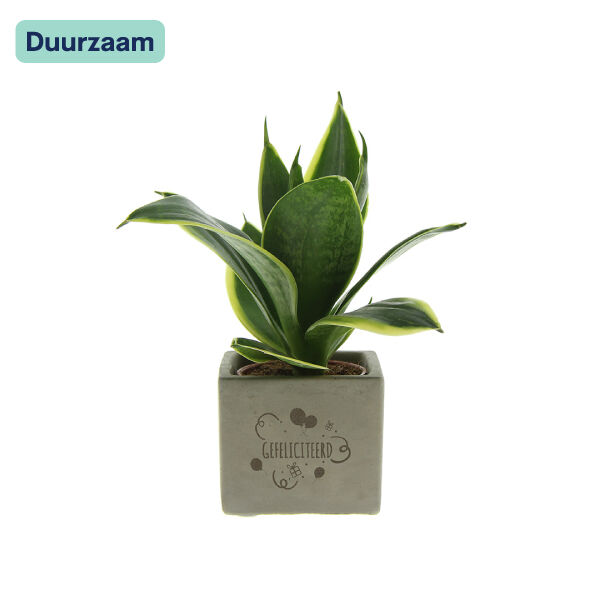 Congreet Sansevieria I Gefeliciteerd