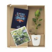 Treemore Brievenbusboompjes Kaffirlimoen Citrusboom