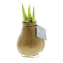 No Water Flowers® - Waxz® Colours, In luxury box, Goud