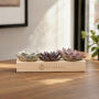 Tiny Treasurez® - Trio wood Tiny Treasurez® - Trio wood