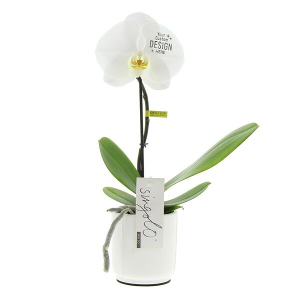 Message Printz - Orchidee in giftbox