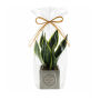 Congreet® plantpots small, In cellofaan