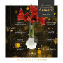 No Water Flowers® - Waxz® on golden dish, In cellofaan, Pastel oranje