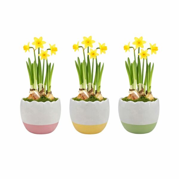 Easter colourful egg medium - Narcis