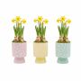 Easter colourful stand medium - Narcis, Zonder verpakking