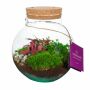 Wardians® Ecosystem - Bowl medium + LED, Zonder verpakking