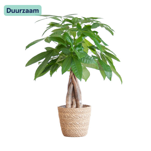 Pachira Aquatica Geldboom in mand