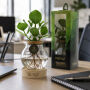 Hydroponic plants - Glass with LED light in giftbox Hydroponic plants - Glass with LED light in giftbox