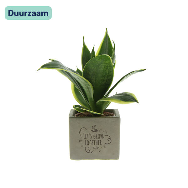 Congreet Sansevieria I Let's grow together