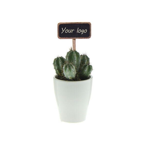 ChalkNotes® - Cacti mix