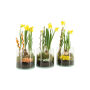 Easter glass medium - Narcis, Zonder verpakking