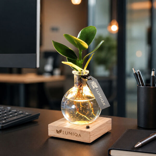 Hydroponic plants - Light plant in giftbox Hydroponic plants - Light plant in giftbox