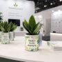 TinGreenz small - Sansevieria TinGreenz small - Sansevieria