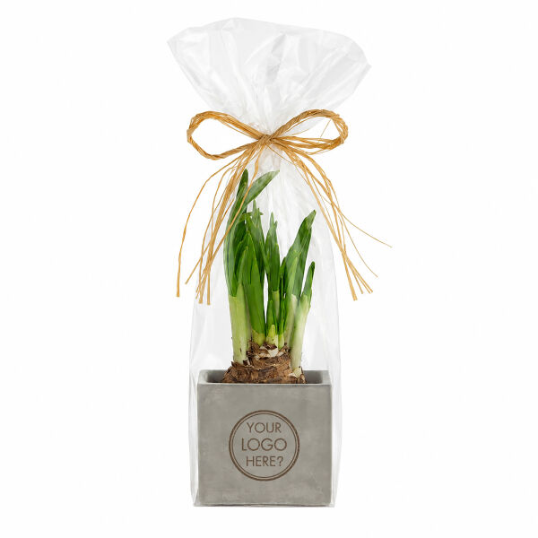 Congreet® plantpots small - Spring edition, In cellofaan Congreet® plantpots small - Spring edition, In cellofaan