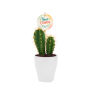 Tiny Greenz with plantlabel, Zonder verpakking, Cacti mix Tiny Greenz with plantlabel, Zonder verpakking, Cacti mix