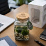 Marimo moss balls - Octogoon, In giftbox Marimo moss balls - Octogoon, In giftbox