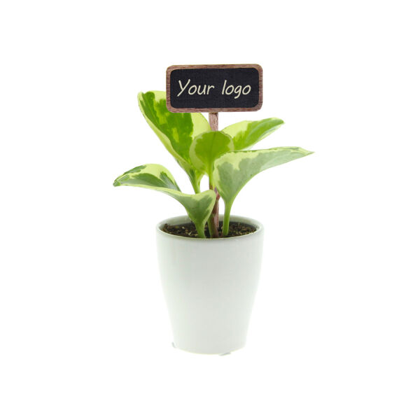 ChalkNotes® - Green mix