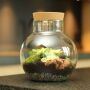 Wardians® Ecosystem - Bowl medium + LED, Zonder verpakking