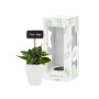Tiny Greenz with ChalkNotes, In giftbox, Green mix