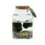Marimo moss balls - Octogoon, In giftbox Marimo moss balls - Octogoon, In giftbox