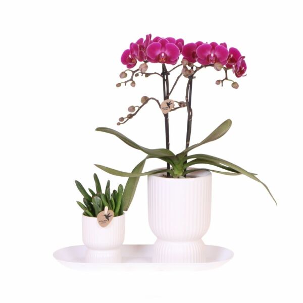 Botanical Giftset small - Pure Vibrance