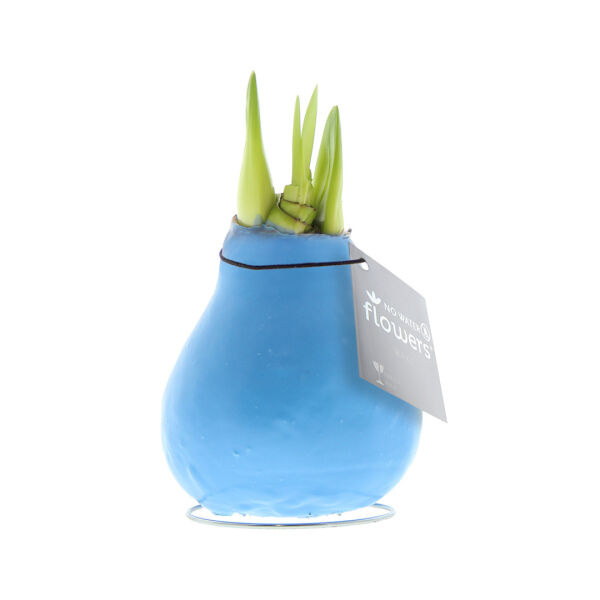 No Water Flowers® - Waxz® Colours