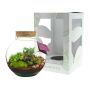 Wardians® Ecosystem - Bowl large, Zonder verpakking