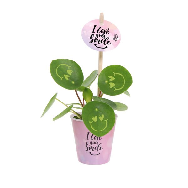 Smylieplant® - Love in papercup (small)