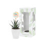 Tiny Greenz with plantlabel, In giftbox, Easy care mix Tiny Greenz with plantlabel, In giftbox, Easy care mix