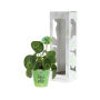 Smylieplant® - Happy in papercup (large), In giftbox