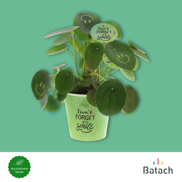 Smiley plant Smiley plant