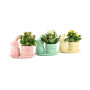 Easter ceramic dish small - Kalanchoë, Zonder verpakking