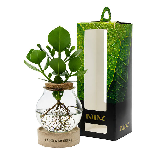 Hydroponic plants - Glass with LED light in giftbox Hydroponic plants - Glass with LED light in giftbox
