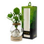 Hydroponic plants - Glass with LED light in giftbox Hydroponic plants - Glass with LED light in giftbox