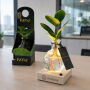 Hydroponic plants - Light plant in giftbox Hydroponic plants - Light plant in giftbox