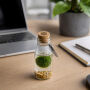 Marimo moss balls - Bottle small, In giftbox Marimo moss balls - Bottle small, In giftbox