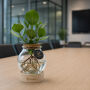 Hydroponic plants - Glass with LED light in giftbox Hydroponic plants - Glass with LED light in giftbox