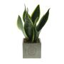 Congreet® plantpots large, Zonder verpakking