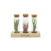 Airplant - Trio tube & wood