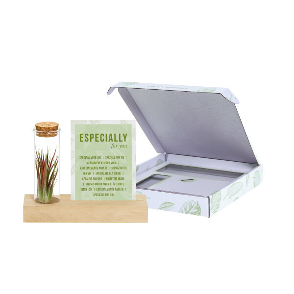 Airplant - Cardholder & tube Airplant - Cardholder & tube