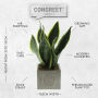 Congreet® plantpots large - Christmas edition, Zonder verpakking
