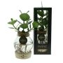Hydroponic plants - Glass with LED light in giftbox Hydroponic plants - Glass with LED light in giftbox