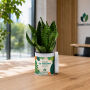 TinGreenz large - Sansevieria TinGreenz large - Sansevieria