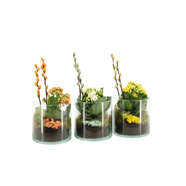 Easter glass medium - Kalanchoë